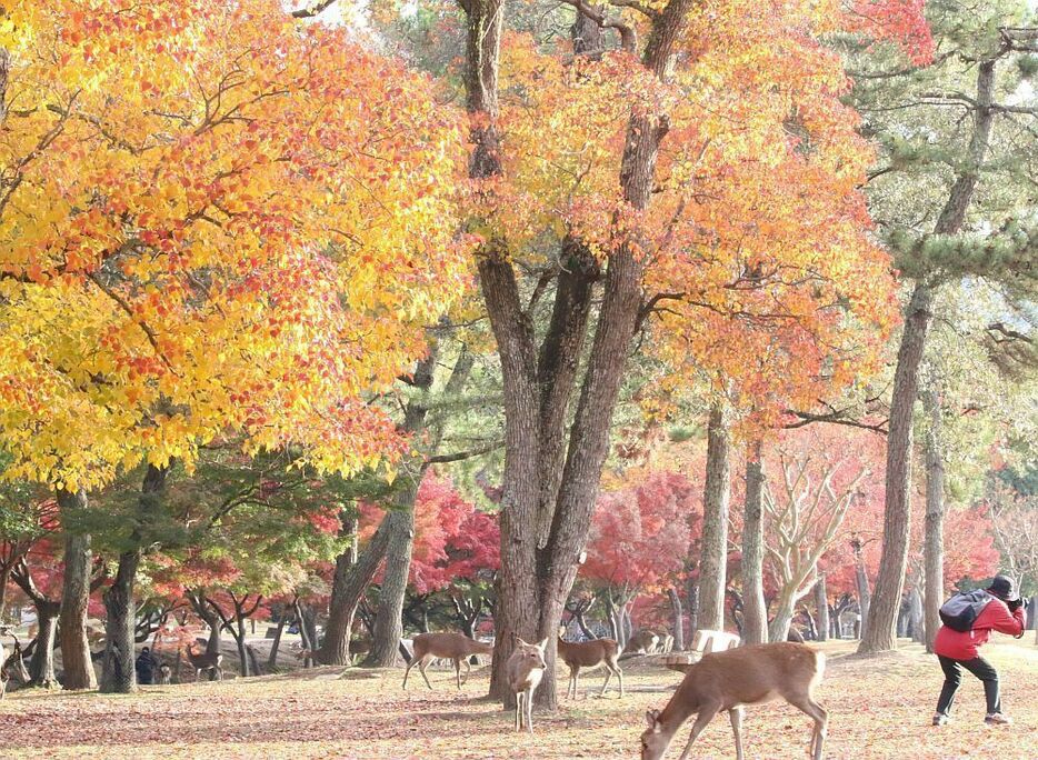 [写真]朝日をあびて紅葉はさらに色づき、多くのシカが公園内を歩いていた＝21日午前8時ごろ、奈良県奈良市で