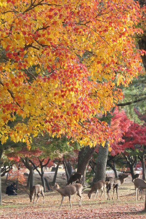 [写真]一気に冷え込んだ奈良市。奈良公園では紅葉が見ごろを迎えている＝21日午前8時ごろ、奈良県奈良市で