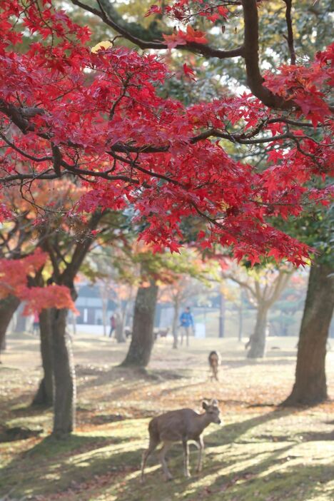 [写真]真っ赤なモミジにシカもうっとり？＝21日午前8時ごろ、奈良県奈良市で