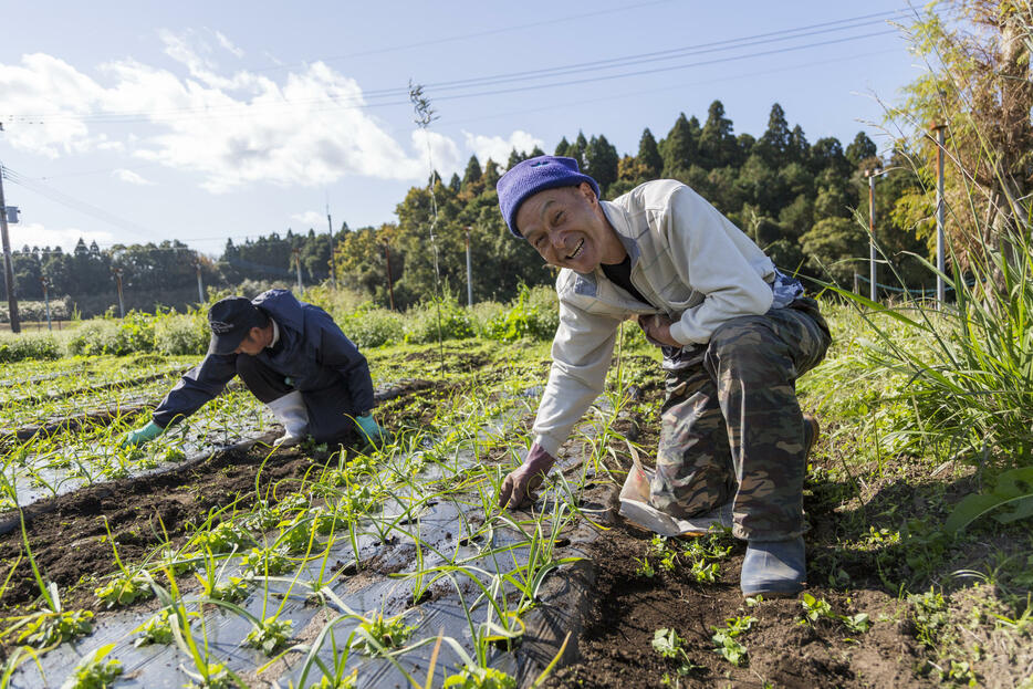 敷地内にはニンニク畑も点在。定期的に雑草を抜く作業が大変だと、話を聞いた男性は苦笑する（撮影：宮井正樹）