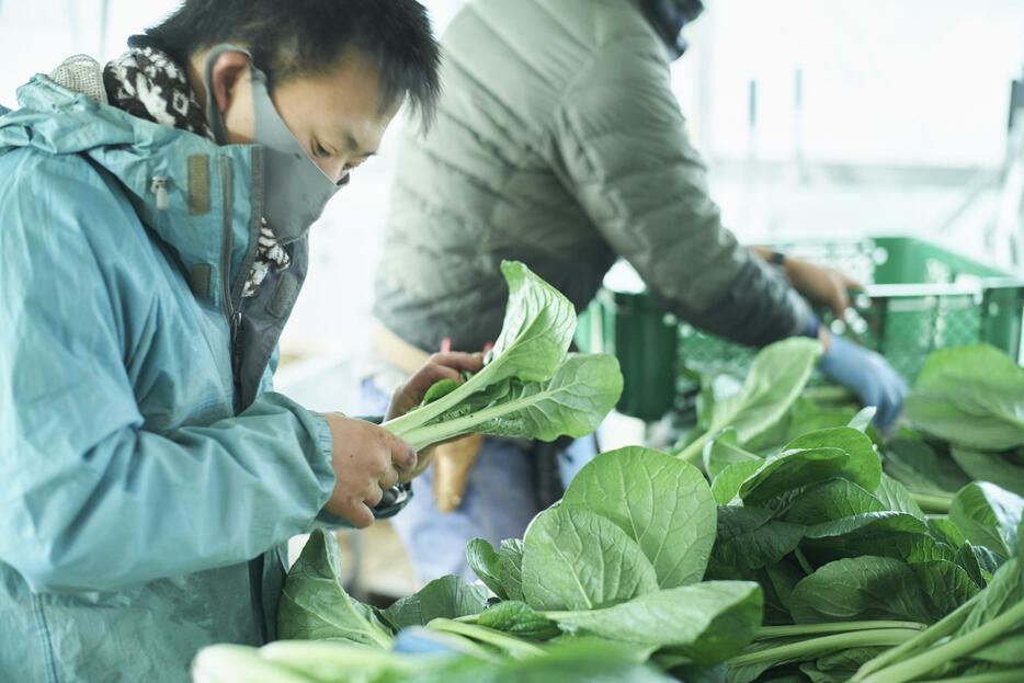 仕分け作業の様子。早朝に畑で野菜を収穫し、すぐに出荷の準備に取り掛かる（撮影：小禄慎一郎）