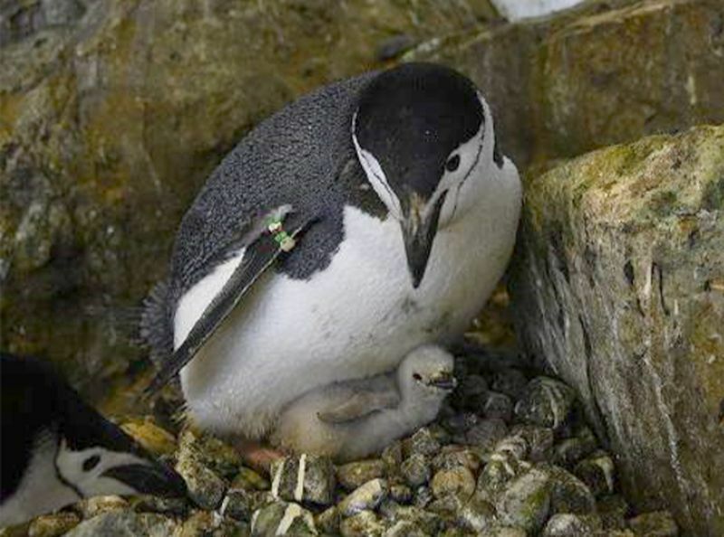 [写真]ヒゲペンギンの親子。アドベンチャーワールドではペンギンの出産ラッシュが続いている＝和歌山県白浜町で（提供：アドベンチャーワールド）