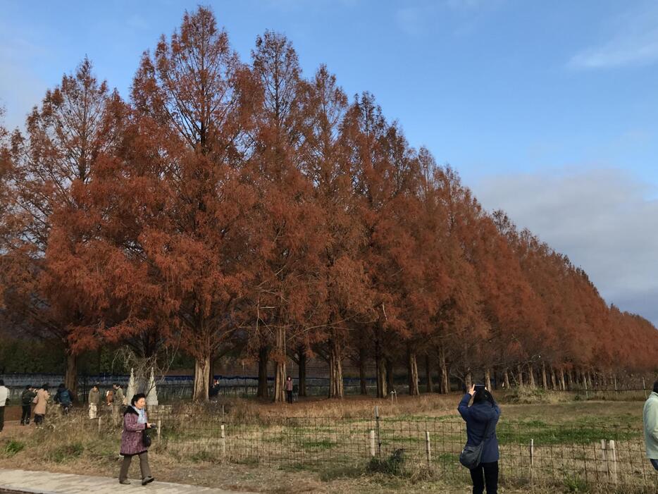 ［写真］朝日に照らされ色が増すメタセコイア並木