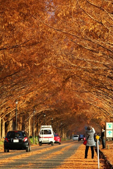 [写真]朝日を浴びて真っ赤に染まる滋賀県高島市マキノ町のメタセコイア並木＝15日午前8時ごろ、滋賀県高島市で