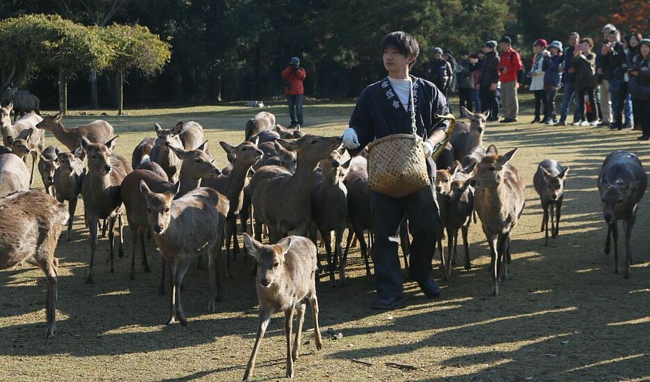 [写真]集まったシカには好物の木の実が与えられた。後方にはやや遅れて木の実をもらいにくるシカの姿も＝4日午前10時10分ごろ、奈良県奈良市で