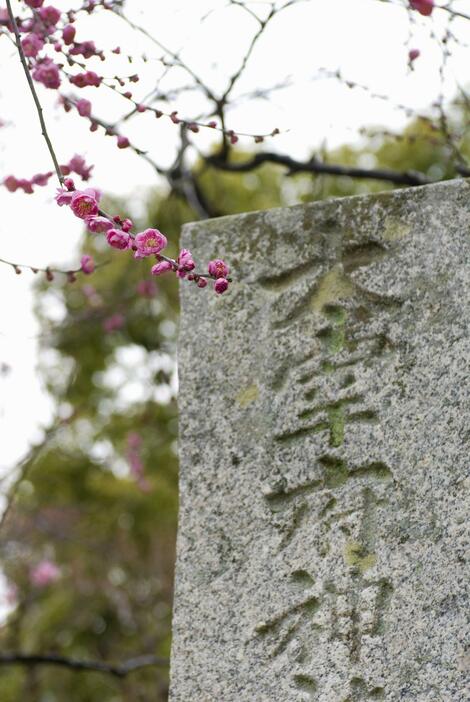 菅原道真を祀る太宰府天満宮に咲く梅の花（写真：GYRO PHOTOGRAPHY/アフロイメージマート）