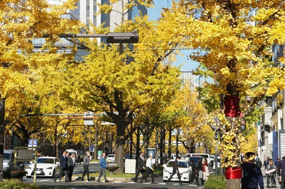 [写真]御堂筋のイチョウ並木は黄色に染まってきた＝9日午後12時50分ごろ、大阪市中央区で