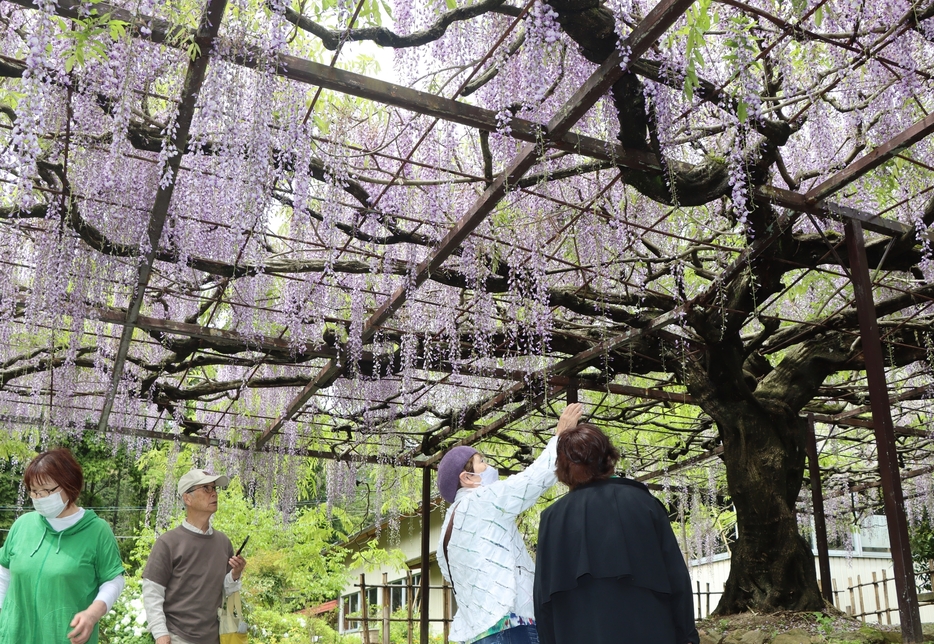 「紫のカーテン」と呼べるような光景を演出している藤棚＝兵庫県丹波市市島町白毫寺で