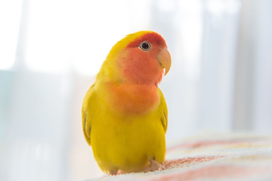 可愛いインコがとんでもないことをしてしまった！？