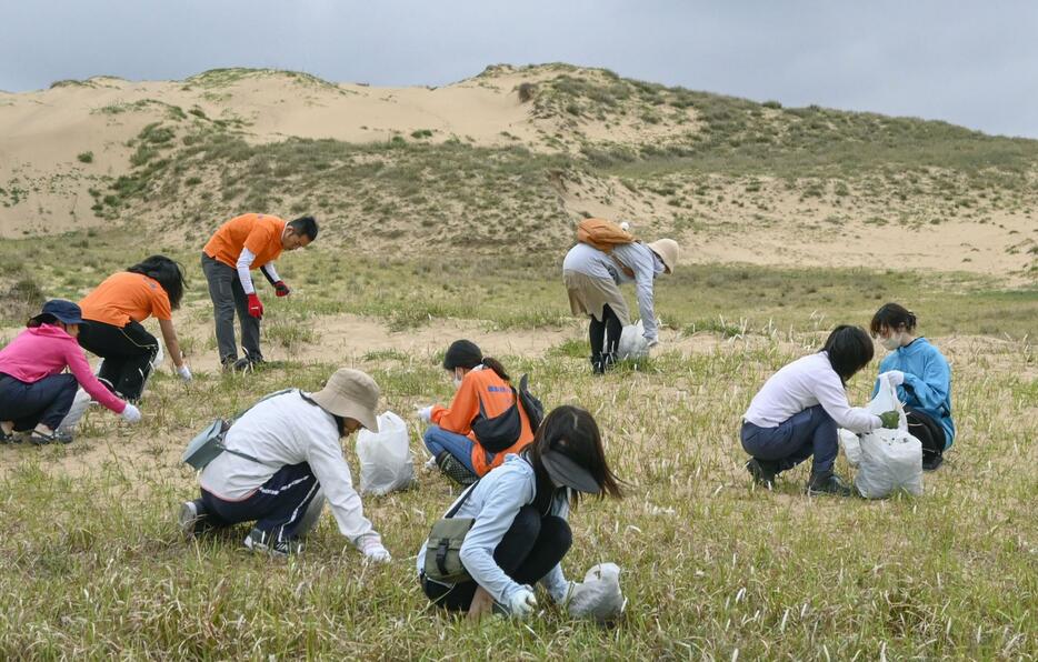 鳥取砂丘に生い茂った雑草を取り除くボランティアら＝24日午後、鳥取市