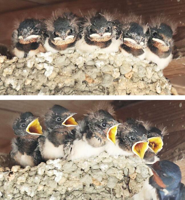 静かに巣に並んでいたヒナたち(上)は、親鳥が戻ると大きく口を開けて餌をねだる