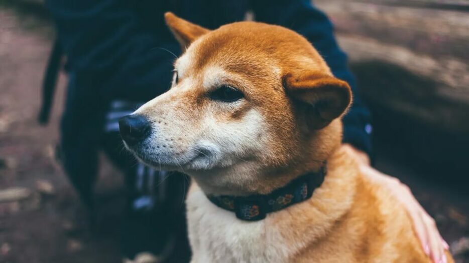 柴犬コイン、シバスワップ稼働で希少性向上