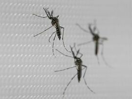 <p>Cases of the mosquito-borne illness in Florida have more than doubled this year compared with the same period in 2023.</p>
