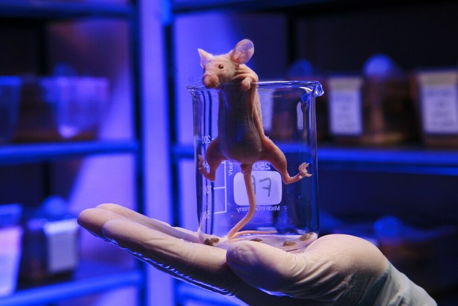 遺伝子操作されたマウスは、がん細胞を移植して、その増殖を研究するのによく使われる。（PHOTOGRAPH BY MASSIMO BREGA, SCIENCE PHOTO LIBRARY）