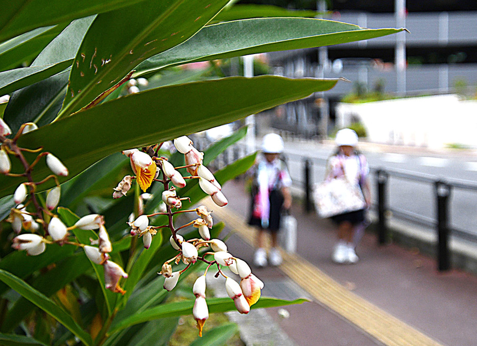 梅雨期、街を彩るゲットウの花＝21日、鹿児島県奄美市名瀬