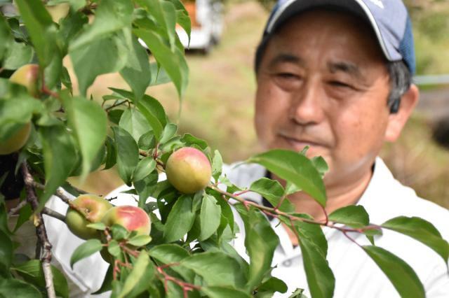 収穫作業がピークに入った黒木幸博さん方の畑の「南高」＝２１日午前、都農町立野