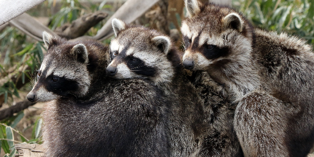 東京都で増殖を続けるアライグマは適応力・繁殖力が高い