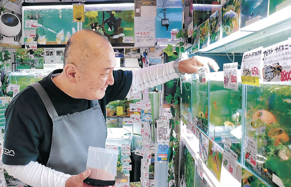 熱帯魚にえさを与える前田さん＝小松市土居原町