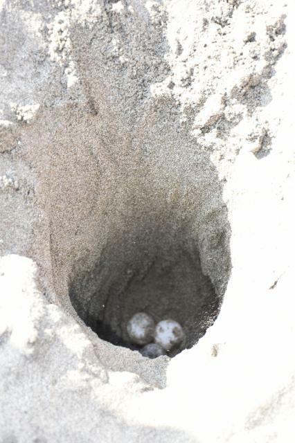 日南市内で今季初確認されたアカウミガメの卵