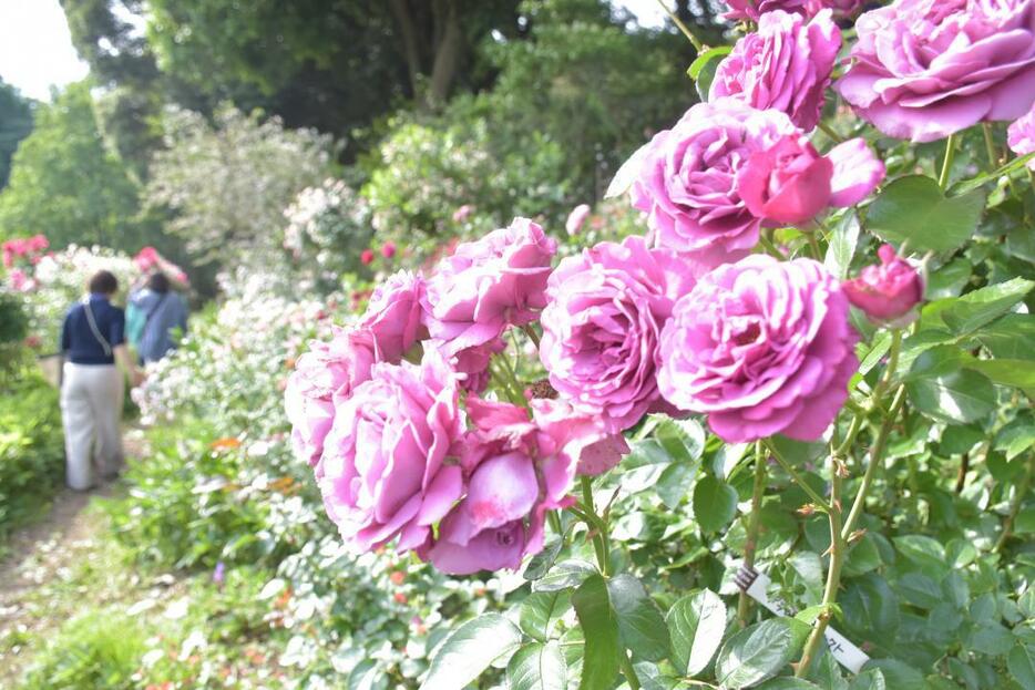 色鮮やかなバラが見頃を迎えている坂野ガーデン=常総市大生郷町