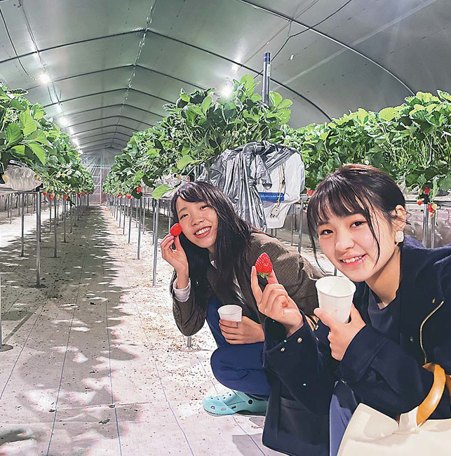 「ナイトいちご狩り」でイチゴを食べながら、ハウス内の雰囲気を楽しむ利用客（島根県安来市で＝おおもりファーム提供）