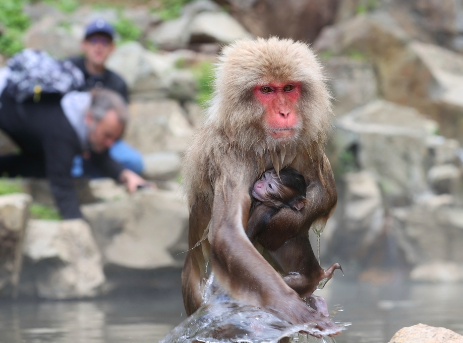 母猿に抱えられて温泉から出る子猿＝9日午後1時50分、山ノ内町の地獄谷野猿公苑