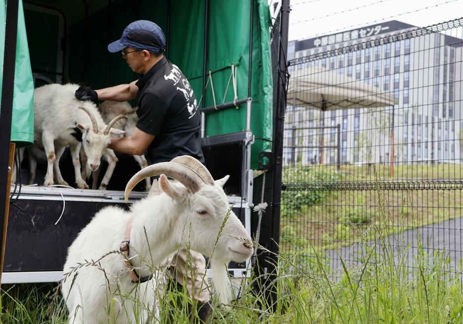 岐阜大から中部国際医療センターに到着したヤギ＝13日午前、岐阜県美濃加茂市