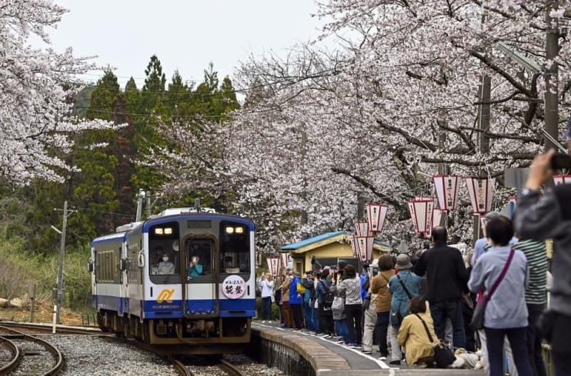 ホーム沿いに植えられた約１００本の桜が見頃を迎えている「のと鉄道」の能登鹿島駅＝４月１１日午後、石川県穴水町
