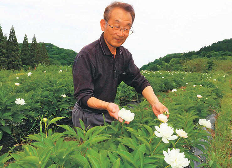 白い花を咲かせたシャクヤクの畑で、摘み取り体験をPRする野澤副会長