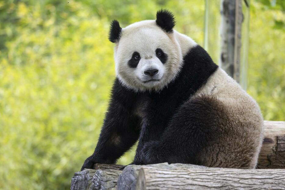 中国で飼育中の雄パンダ、バオリー＝16日（Roshan　Patel、スミソニアン国立動物園・保全生物学研究所提供、AP＝共同）