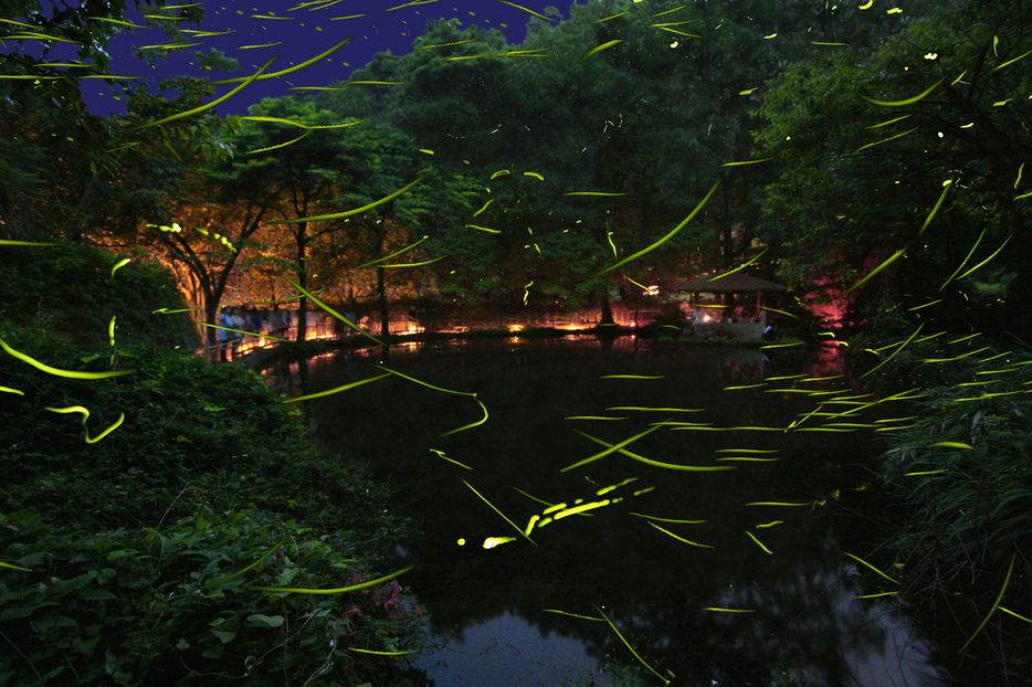 「つるや吉祥亭」の大川竹ヶ沢公園で開催される「ほたる鑑賞の夕べ」への往復送迎付き宿泊プラン