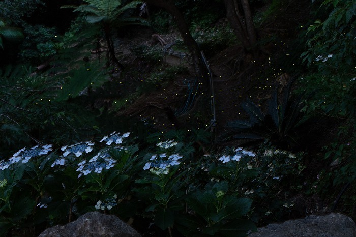 ガクアジサイの近くで飛び交うホタル＝18日、名護市稲嶺のすえよし花園（午後7時39分から同59分の間に撮影した写真12枚を合成）