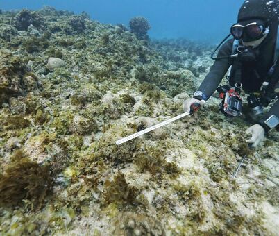 （資料写真）埋め立て予定区域から移植されたサンゴ。一部が死滅し藻に覆われていた＝１月、大浦湾水深約３メートル