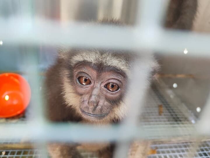 インドネシアで保護された野生のサル　Rosyid A Azhar-Shutterstock