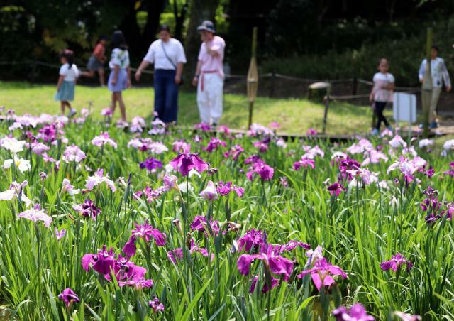 咲き誇るハナショウブを観賞する人たち＝２６日午前、宮崎市・阿波岐原森林公園市民の森