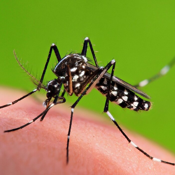 蚊が大量発生する条件とは