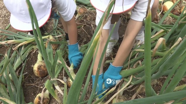 小学生がタマネギの収穫体験