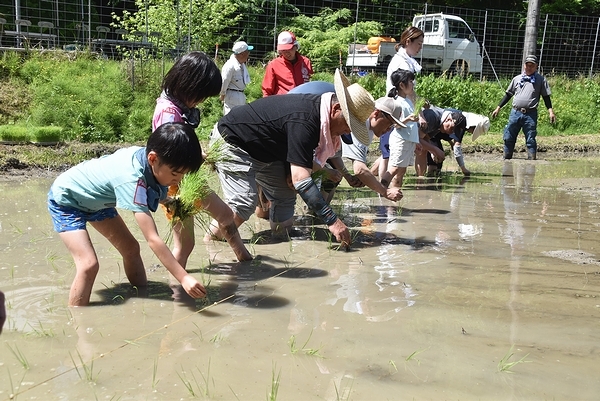 都市部の家族連れが田植えを体験した