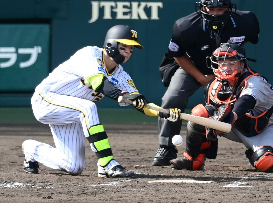 　５回、送りバントを決める中野（撮影・飯室逸平）