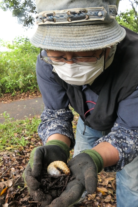 カブトムシの幼虫を手にする長船さん=岡山県津山市で