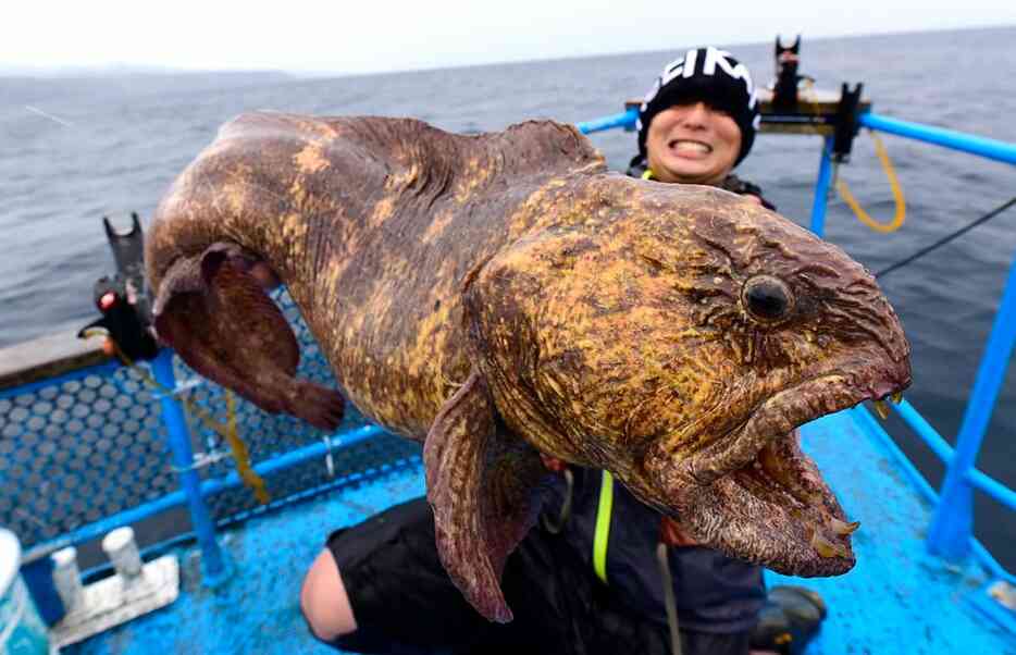 水深100mのボトムから上がってきた巨体。オオカミウオ。