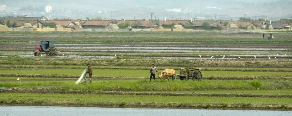 中朝国境地帯の北朝鮮側で田植えをする人たち＝14日、中国・丹東から撮影（共同）