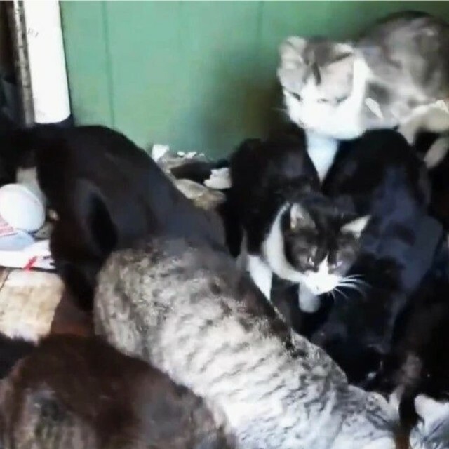 北名古屋市内の住宅で猫の多頭飼育崩壊が発覚（「北名古屋さくら猫」さん提供、Xよりキャプチャ撮影）