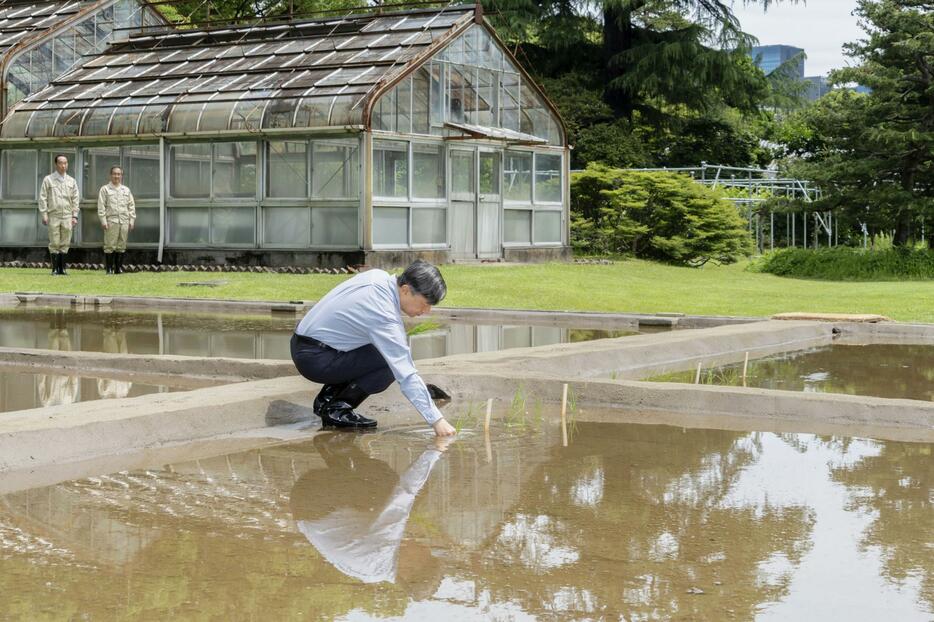 皇居内の水田で田植えをされる天皇陛下＝14日（宮内庁提供）