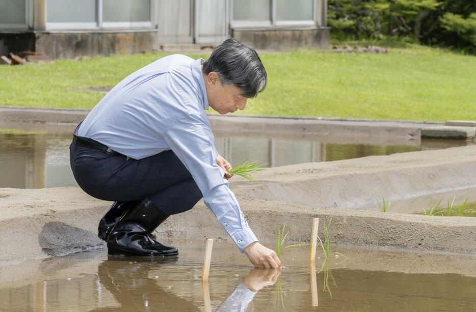 皇居内の水田で田植えをされる天皇陛下＝14日（宮内庁提供）