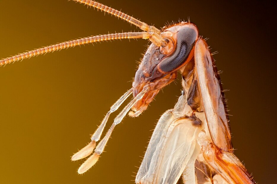 チャバネゴキブリ（Blattella germanica）は、約2100年前、現在のインドとミャンマーにあたる地域でオキナワチャバネゴキブリ（Blattella asahinai）から進化した可能性が高い。（OZGUR KEREM BULUR）