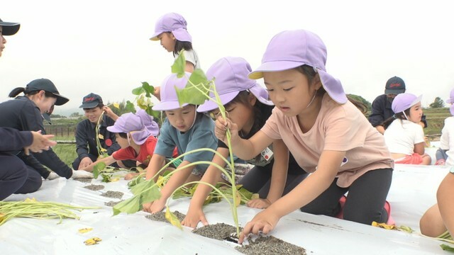 園児がサツマイモの植え付け　県立農業経営高校
