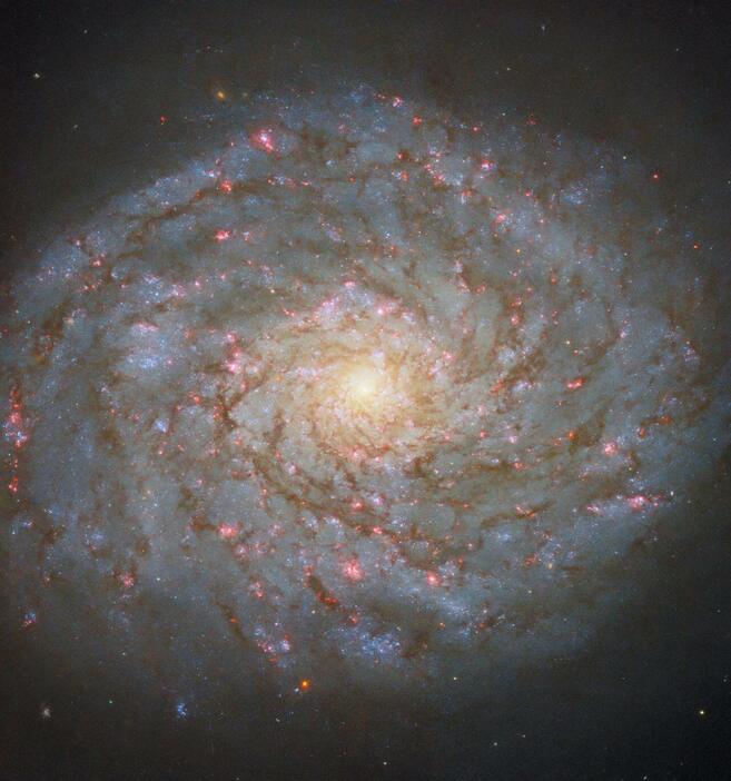 ハッブル宇宙望遠鏡（HST）の広視野カメラ3（WFC3）で撮影された渦巻銀河「NGC 4689」