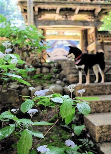 参道脇でかれんな花を咲かせるコアジサイ=5月17日、福井県大野市下黒谷の国生山佛性寺