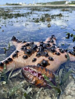 潮が引いた海岸で、コブヒトデが海草を食べていました。海の生態系に偶然、出合うことができました＝１０日、恩納村仲泊（竹尾智勇撮影）